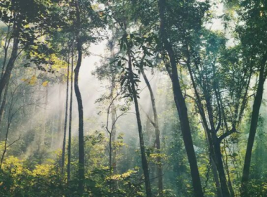 Tín chỉ carbon rừng tại Việt Nam
